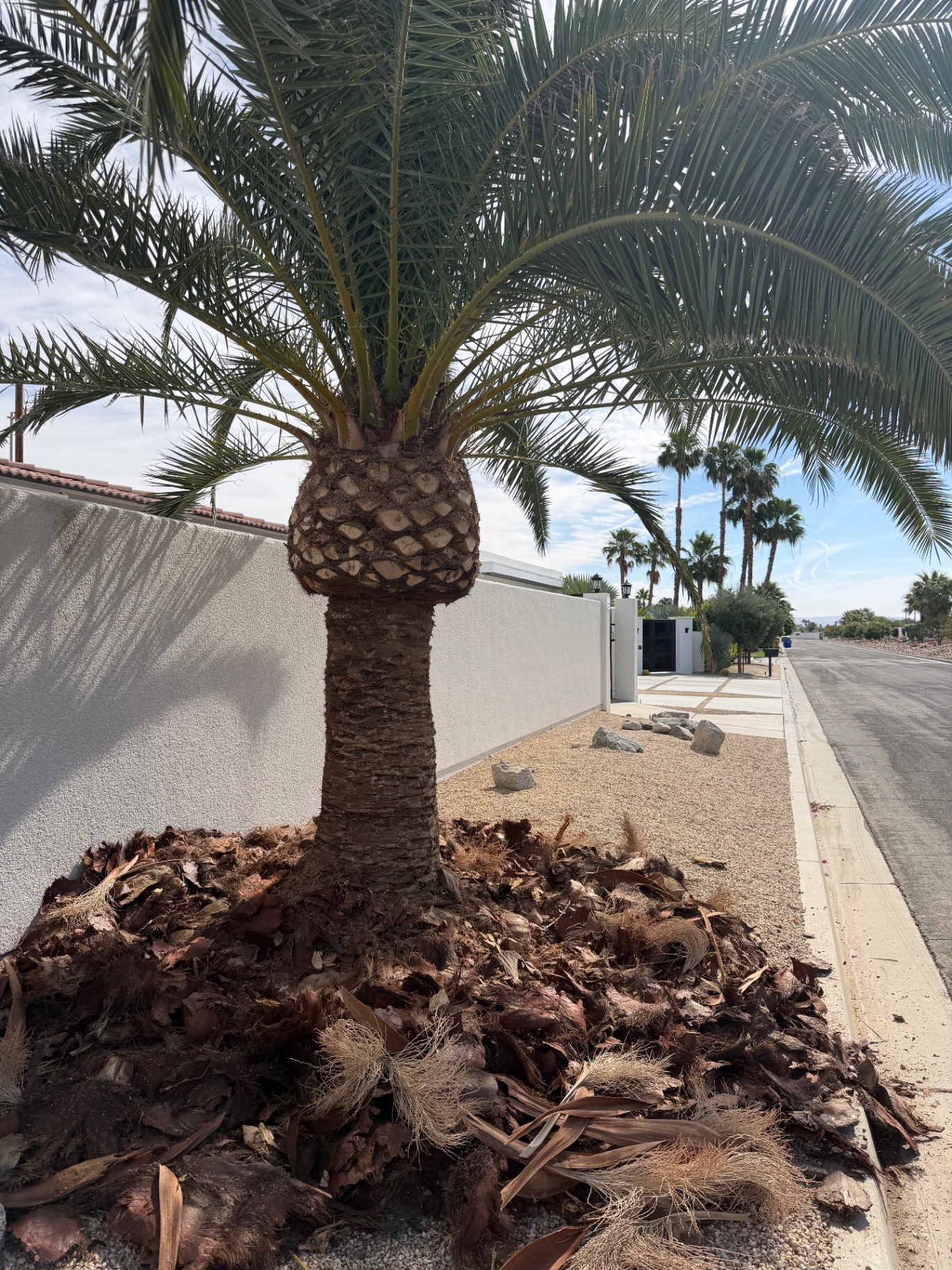 Pineapple-cut date palm at curbside in a desert neighborhood