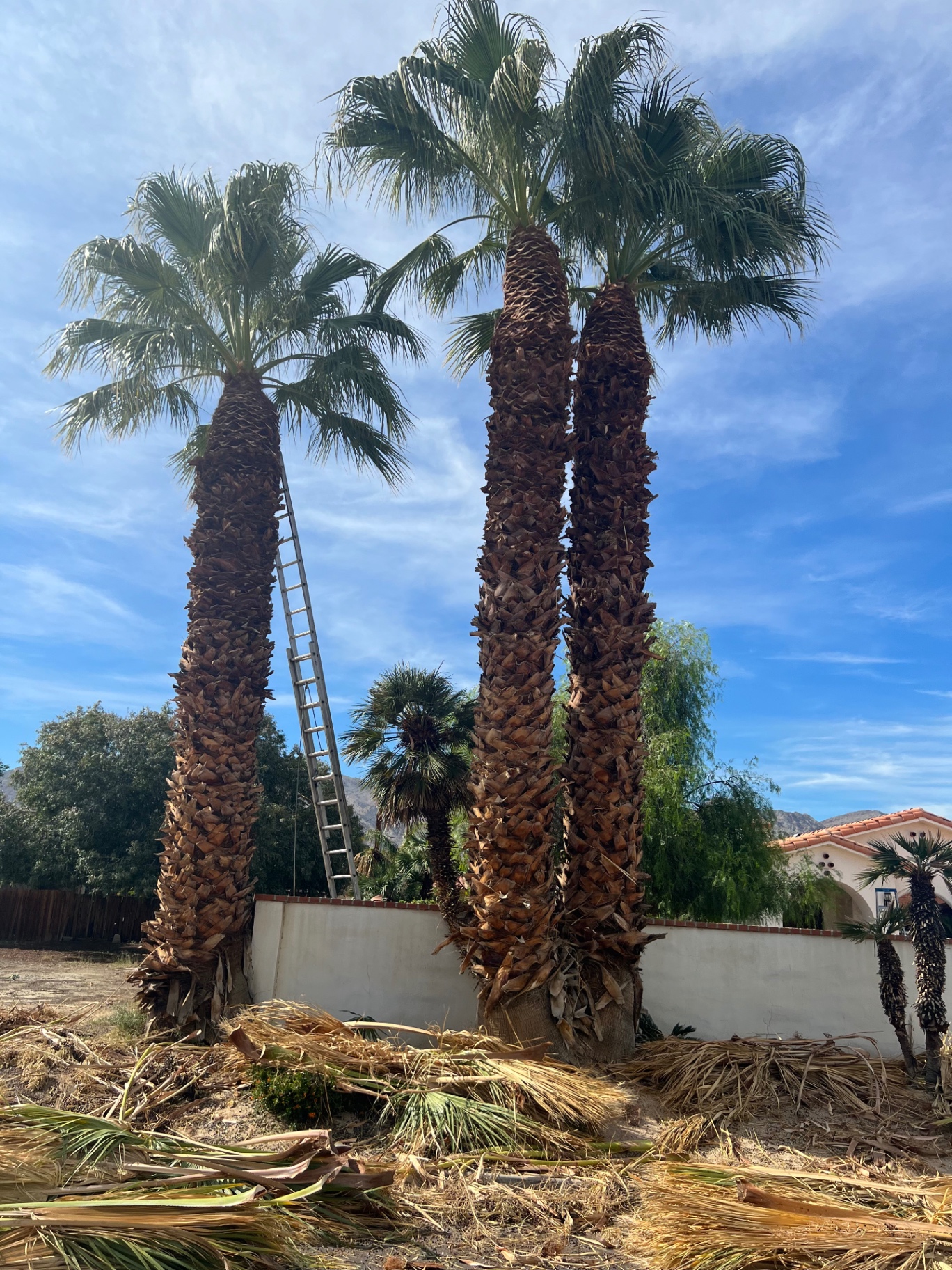 Freshly trimmed Mexican fan palms with cleaned trunks