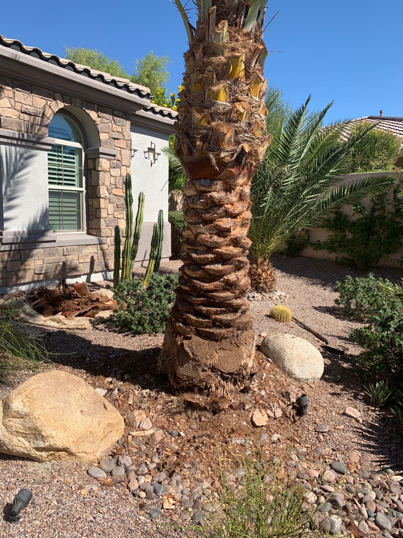 Date palm trunk detail with pineapple-cut texture