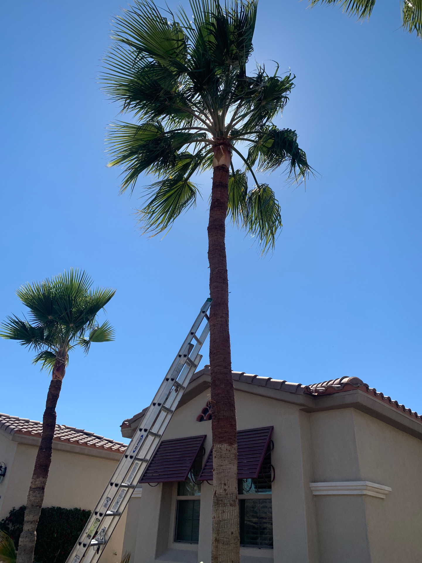 Mexican fan palm being trimmed with extension ladder