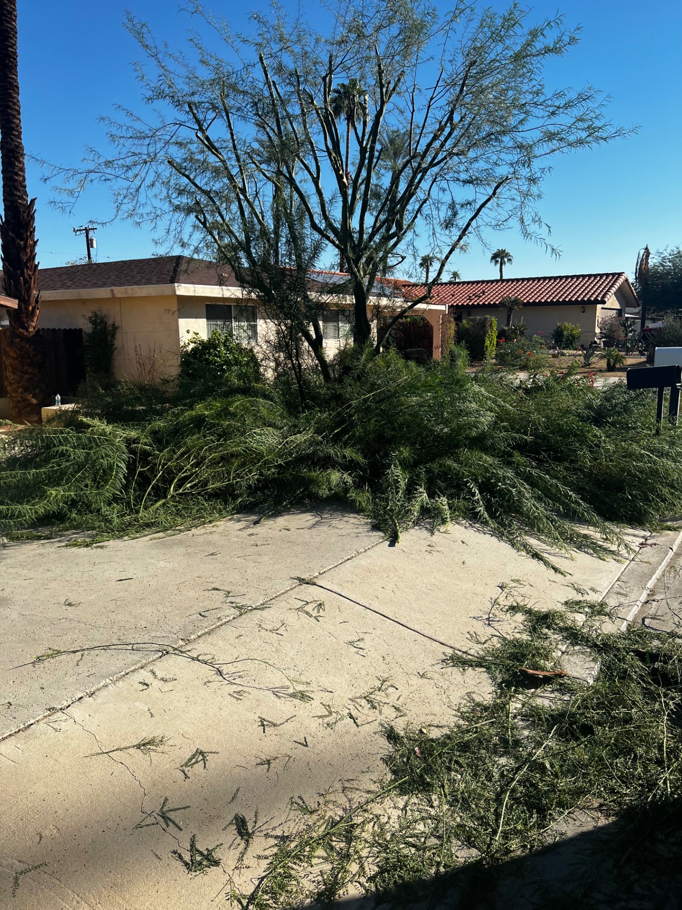 Freshly pruned mesquite tree with cleanup debris on driveway